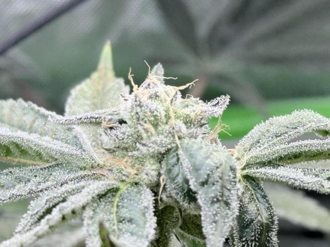 Grape Gasoline. Week 8