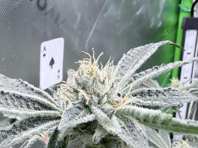 Legendary Larry (DOJA x Swamp Boys) #5. Week 8