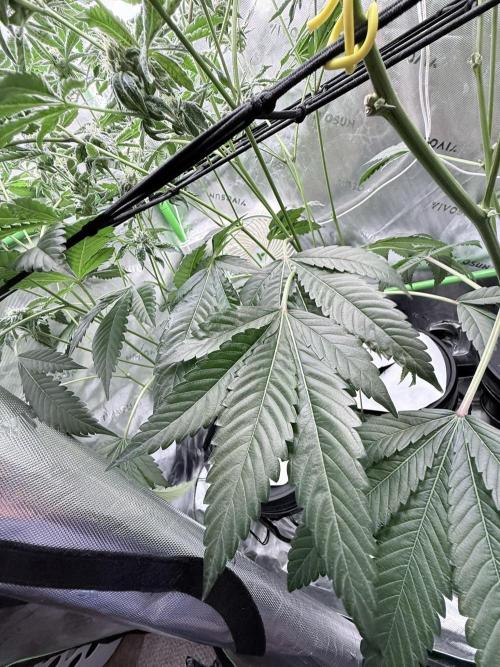 Legendary Larry (DOJA x Swamp Boys) #5. Week 8
