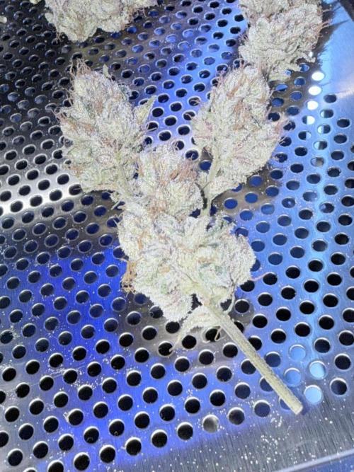 Legendary Larry (DOJA x Swamp Boys) #4. Week 9