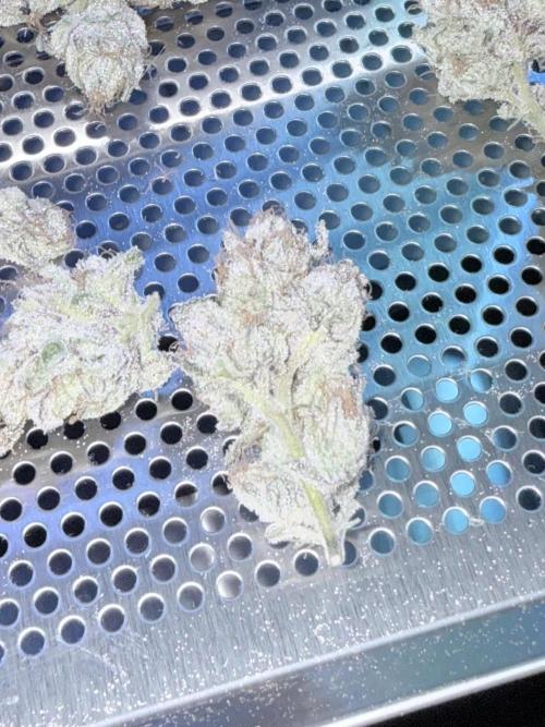 Legendary Larry (DOJA x Swamp Boys) #4. Week 9