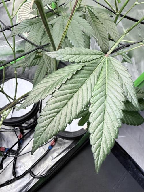 Grape Gas (Compound x Cannarado) #4. Week 9