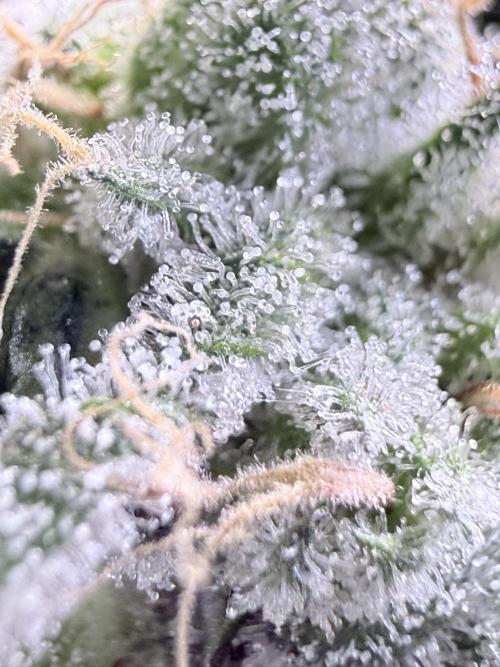 Grape Gas (Compound x Cannarado) #4. Week 9