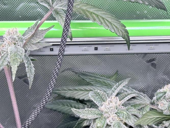 Grape Gasoline. Week 9