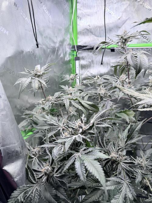 Legendary Larry (DOJA x Swamp Boys) #5. Week 9