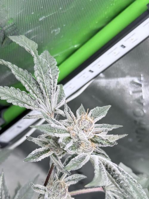 Legendary Larry (DOJA x Swamp Boys) #5. Week 9