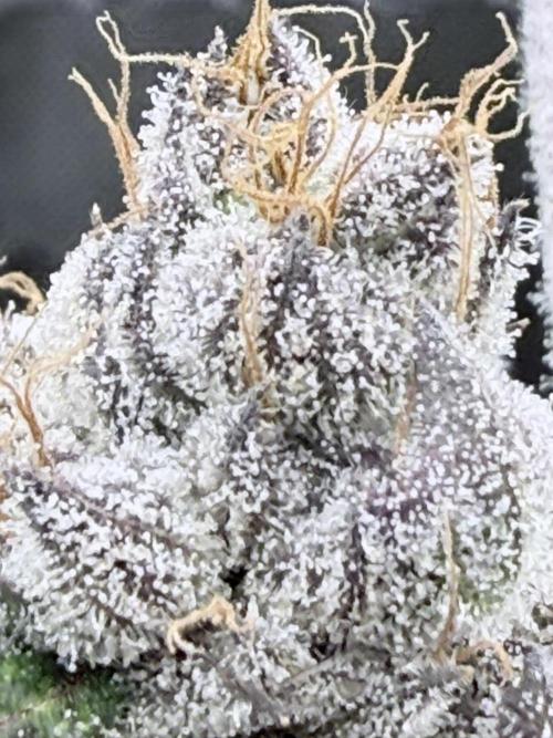 Legendary Larry (DOJA x Swamp Boys) #5. Week 9