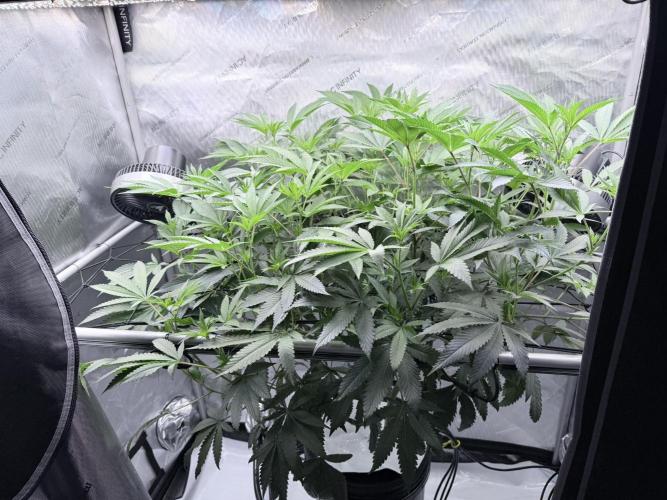 Legendary Larry (DOJA x Swamp Boys) #6. Week 2