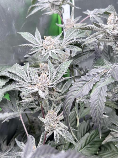 Legendary Larry (DOJA x Swamp Boys) #5. Week 10