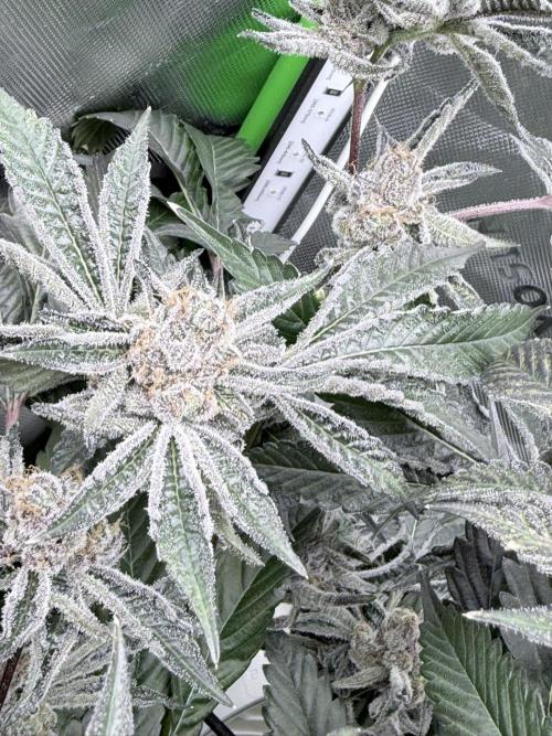 Legendary Larry (DOJA x Swamp Boys) #5. Week 10