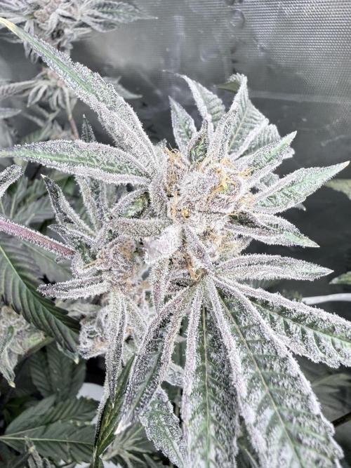 Legendary Larry (DOJA x Swamp Boys) #5. Week 10