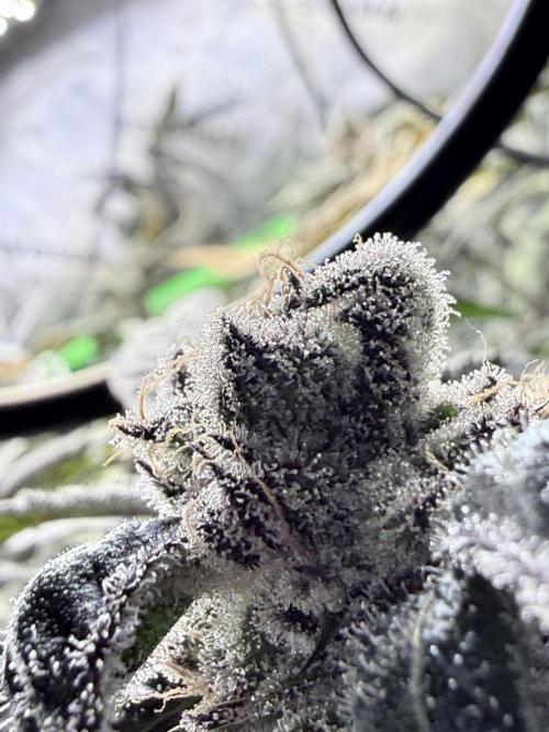 Grape Gas (Compound x Cannarado) #4. Week 10