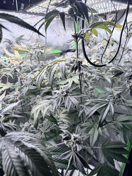 Grape Gas (Compound x Cannarado) #4. Week 10