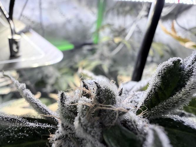 Grape Gasoline. Week 10