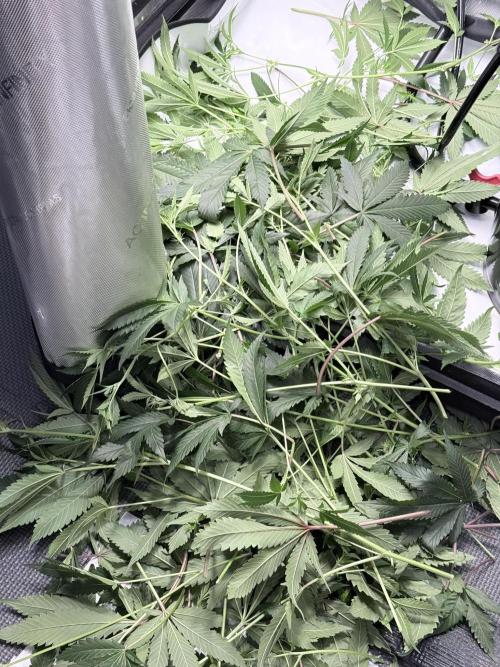 Legendary Larry (DOJA x Swamp Boys) #6. Week 3