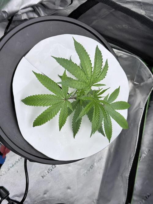 Legendary Larry (DOJA x Swamp Boys) #7. Week 1