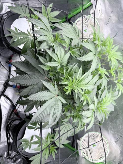 Legendary Larry (DOJA x Swamp Boys) #7. Week 2