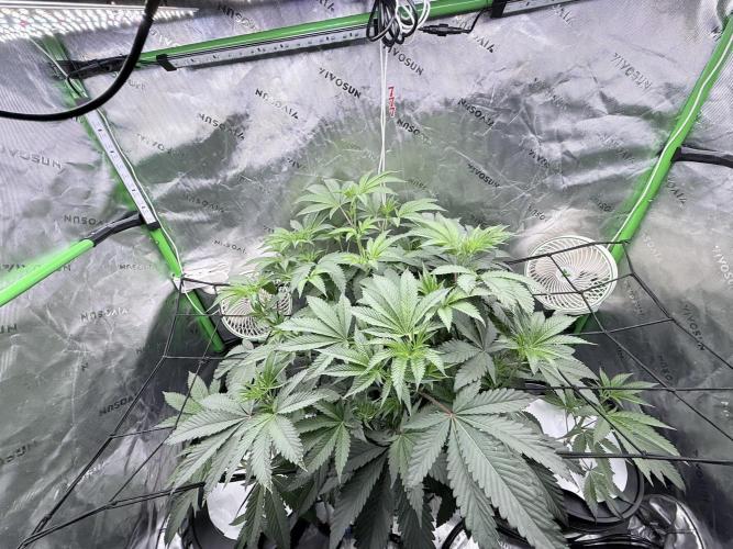 Legendary Larry (DOJA x Swamp Boys) #7. Week 2