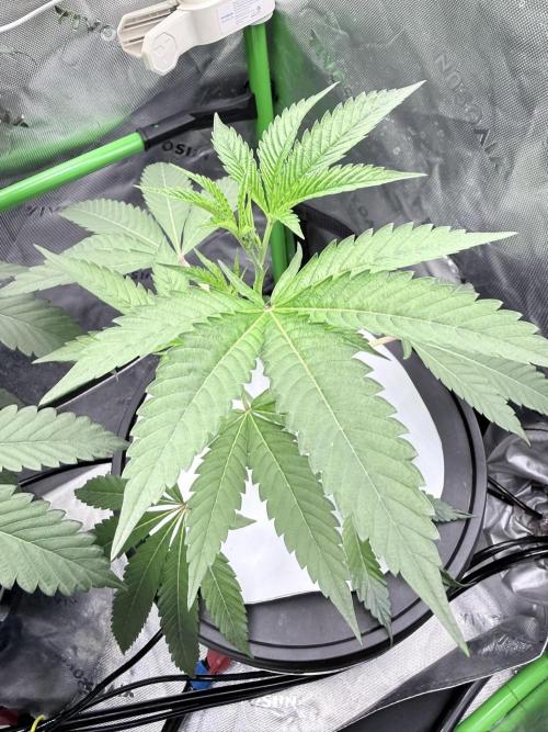 Legendary Larry (DOJA x Swamp Boys) #7. Week 2