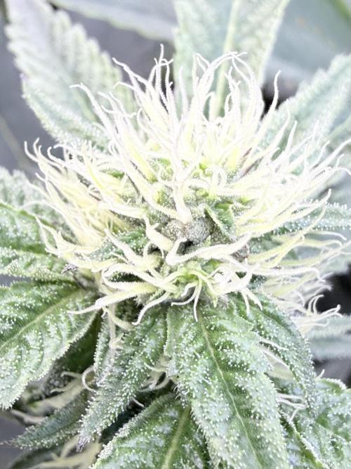 Legendary Larry (DOJA x Swamp Boys) #6. Week 4