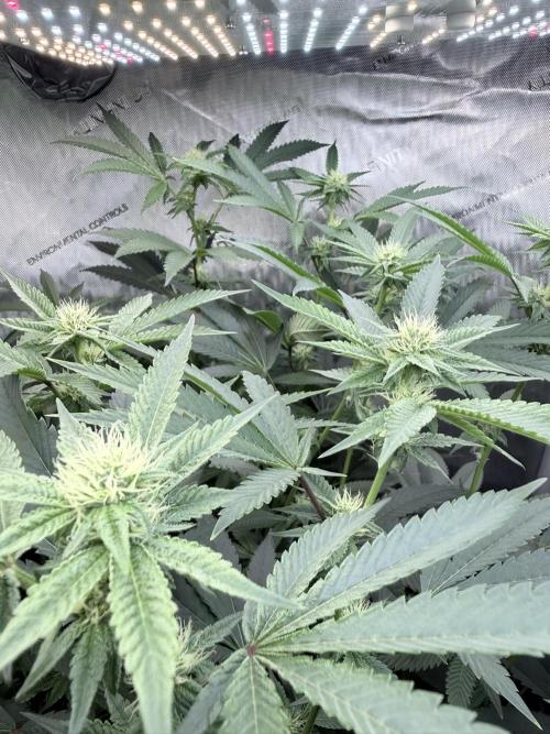 Legendary Larry (DOJA x Swamp Boys) #6. Week 4