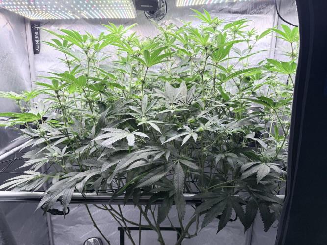 Legendary Larry (DOJA x Swamp Boys) #6. Week 4