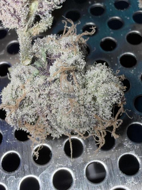 Legendary Larry (DOJA x Swamp Boys) #5. Week 11