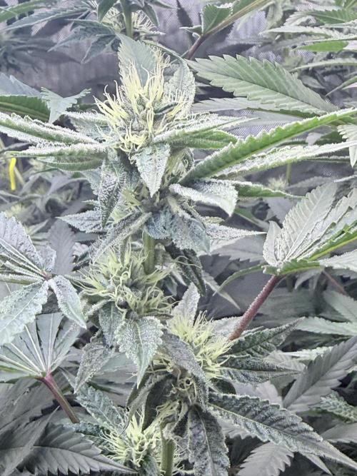 Legendary Larry (DOJA x Swamp Boys) #6. Week 5