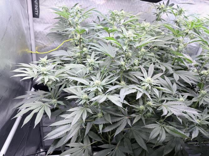 Legendary Larry (DOJA x Swamp Boys) #6. Week 5