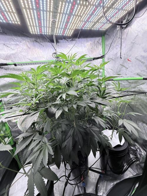 Legendary Larry (DOJA x Swamp Boys) #7. Week 3