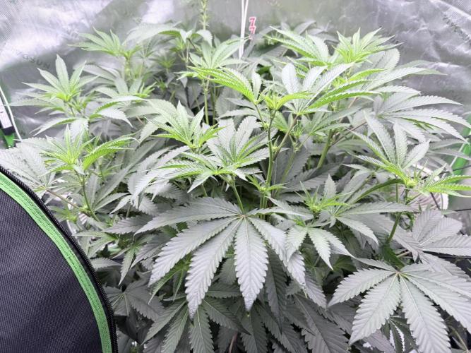 Legendary Larry (DOJA x Swamp Boys) #7. Week 3