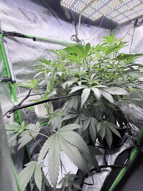 Legendary Larry (DOJA x Swamp Boys) #7. Week 3