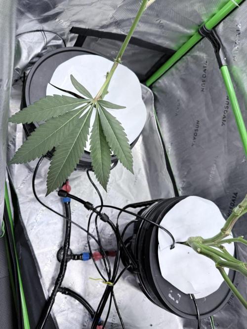 Legendary Larry (DOJA x Swamp Boys) #7. Week 4