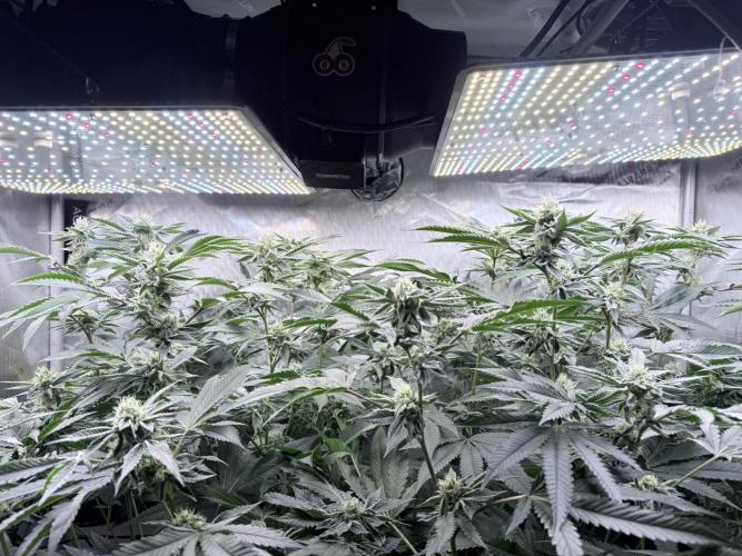 Legendary Larry (DOJA x Swamp Boys) #6. Week 6