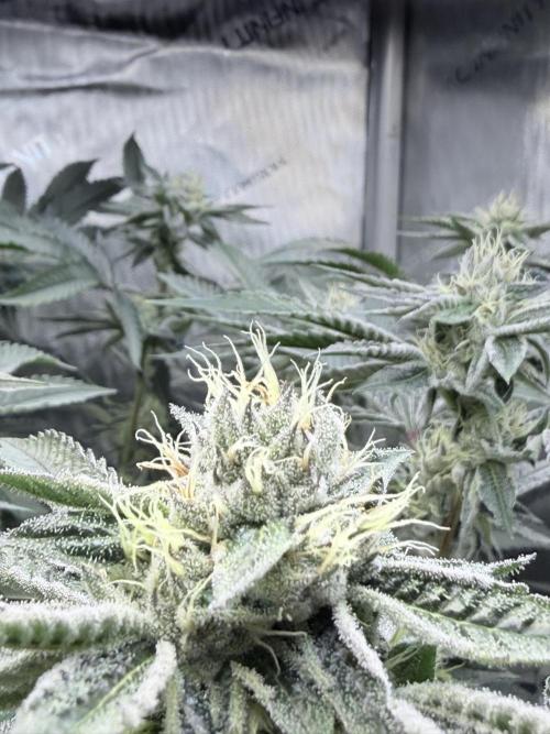 Legendary Larry (DOJA x Swamp Boys) #6. Week 6