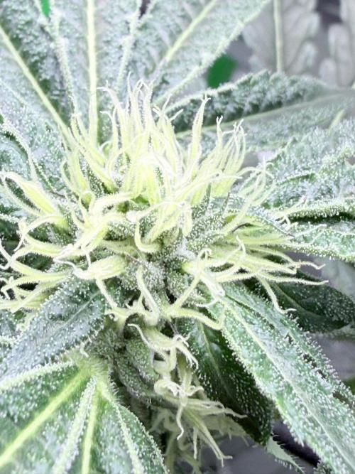 Legendary Larry (DOJA x Swamp Boys) #7. Week 5