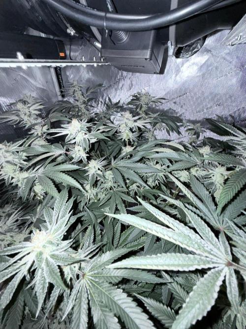 Legendary Larry (DOJA x Swamp Boys) #6. Week 7