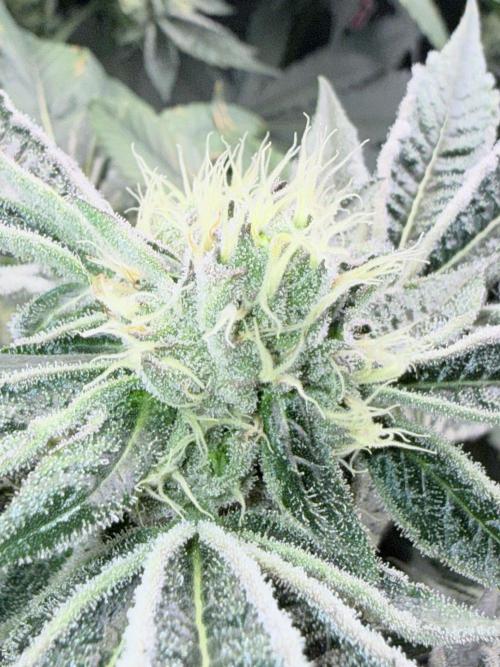 Legendary Larry (DOJA x Swamp Boys) #7. Week 6