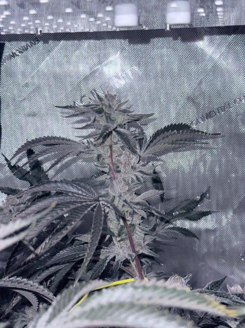 Legendary Larry (DOJA x Swamp Boys) #6. Week 8