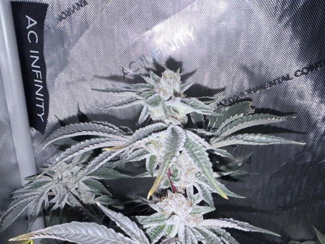 Legendary Larry (DOJA x Swamp Boys) #6. Week 8