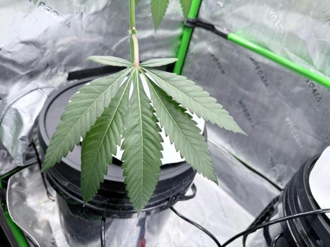 Legendary Larry (DOJA x Swamp Boys) #7. Week 7
