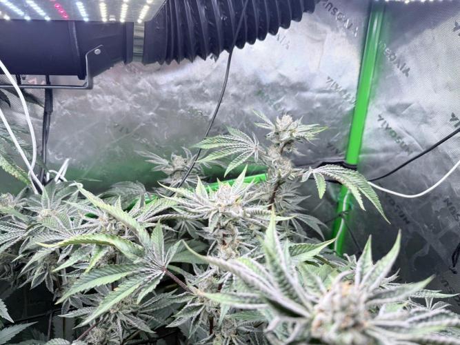 Legendary Larry (DOJA x Swamp Boys) #7. Week 7