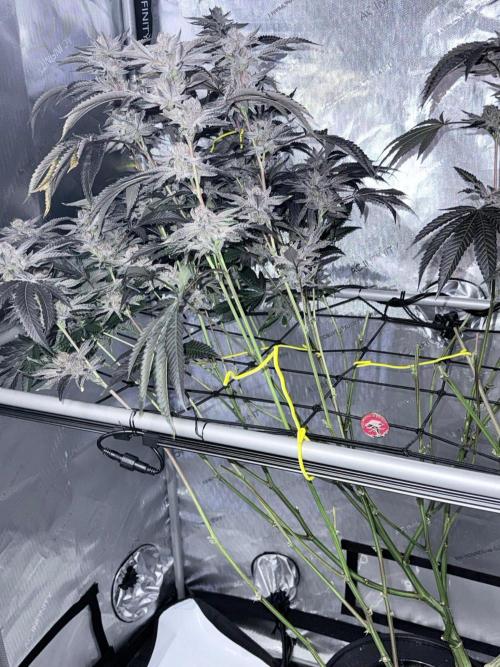 Legendary Larry (DOJA x Swamp Boys) #6. Week 9