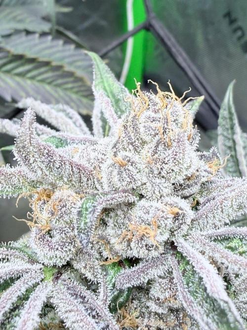 Legendary Larry (DOJA x Swamp Boys) #7. Week 8