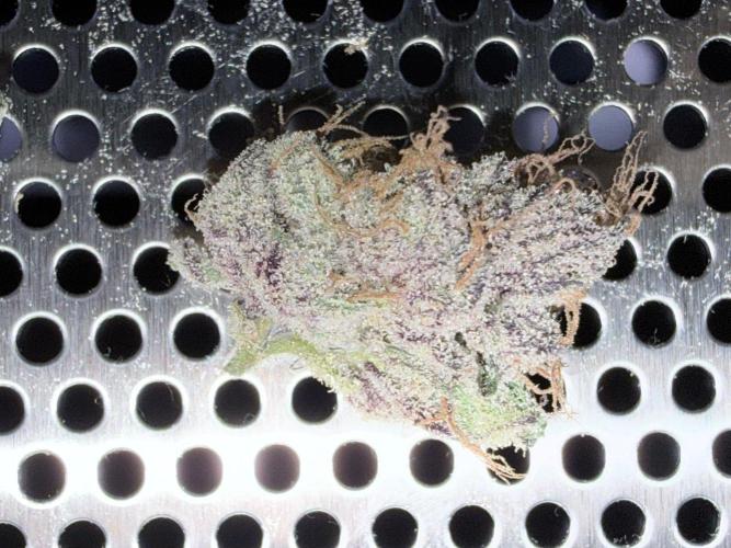 Legendary Larry (DOJA x Swamp Boys) #6. Week 10