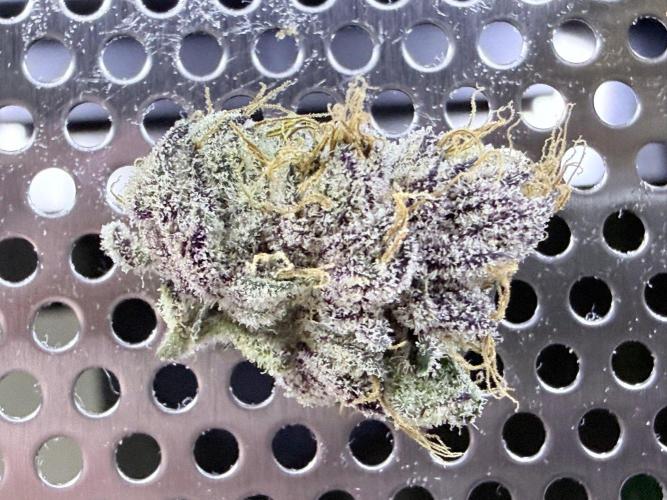 Legendary Larry (DOJA x Swamp Boys) #6. Week 10