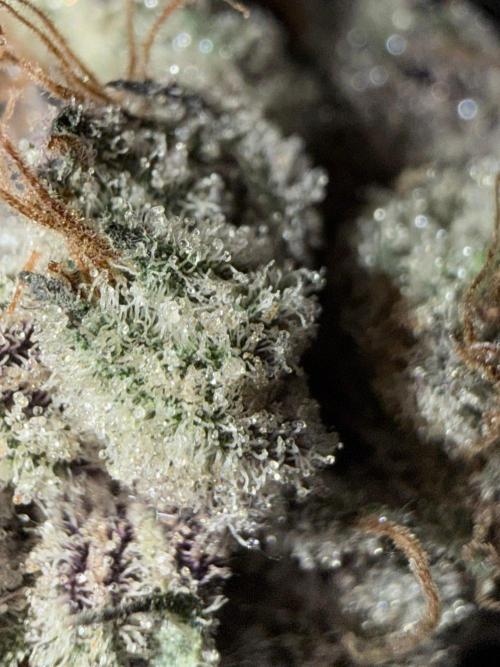 Legendary Larry (DOJA x Swamp Boys) #6. Week 10