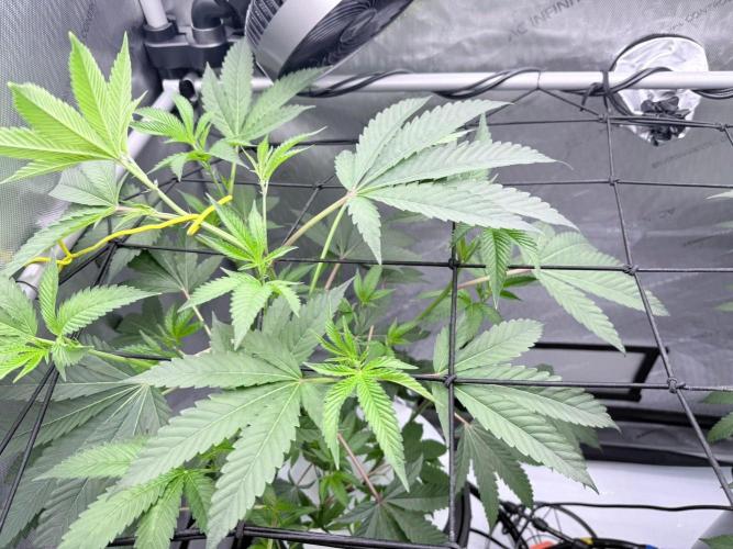 Legendary Larry (DOJA x Swamp Boys) #8. Week 3