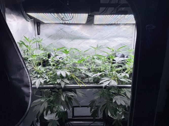 Legendary Larry (DOJA x Swamp Boys) #8. Week 4