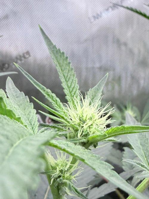 Legendary Larry (DOJA x Swamp Boys) #8. Week 4